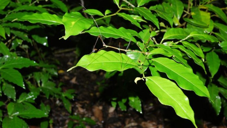 Qué hacer en Monteverde
