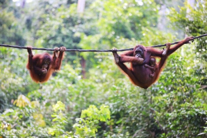 Tour en klotok para ver orangutanes en Borneo