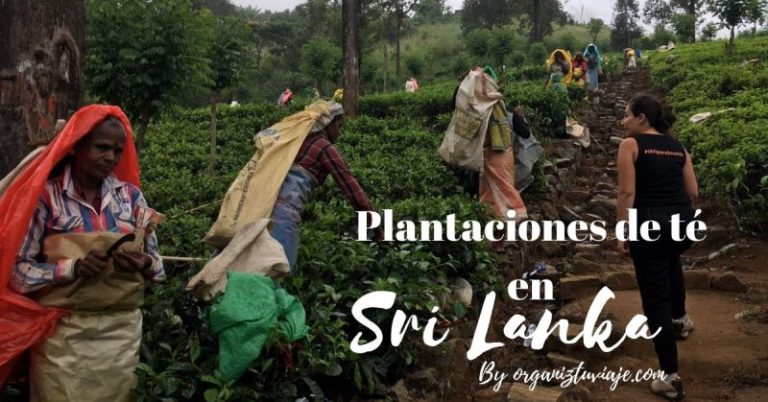 Qué ver en Nuwara Eliya en un día