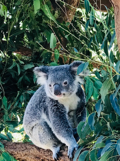Consejos para viajar a Australia por tu cuenta y cómo organizar el viaje