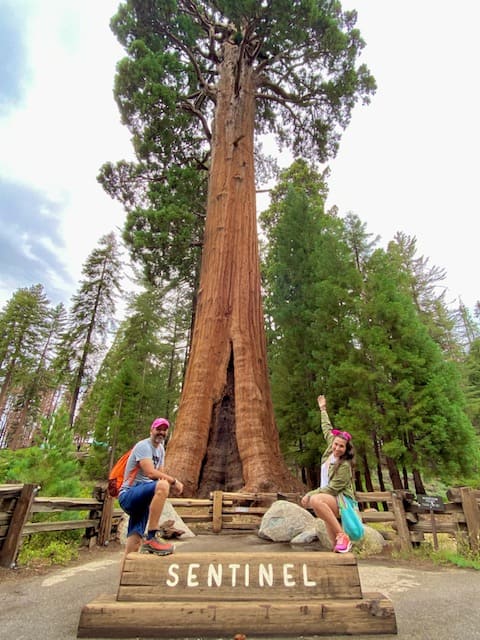 Parque de las SECUOYAS de California - The Sentinel Sequoia National Park 