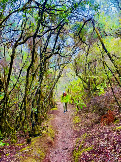 Qué hacer en Garajonay, el parque natural de La Gomera