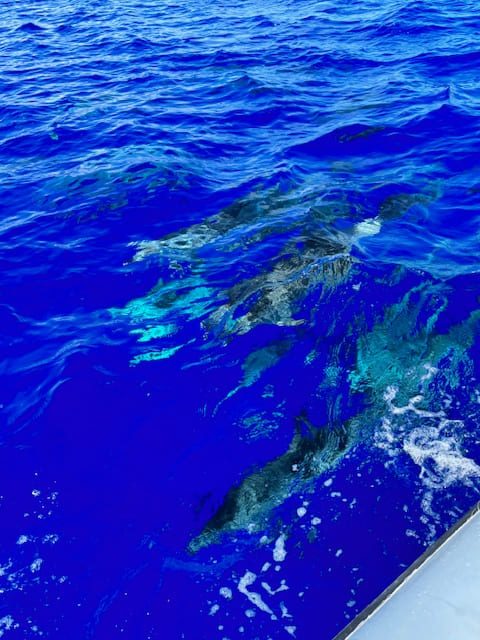 Qué ver y hacer en Madeira, los imprescindibles