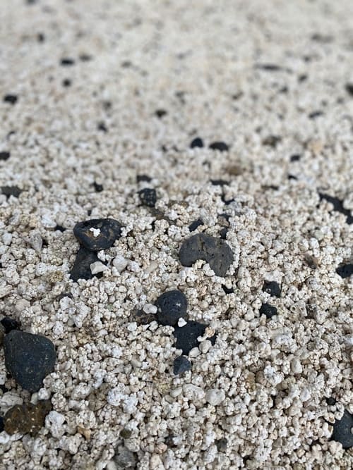 5 días en Fuerteventura - rodolitos de la Playa de las Palomitas