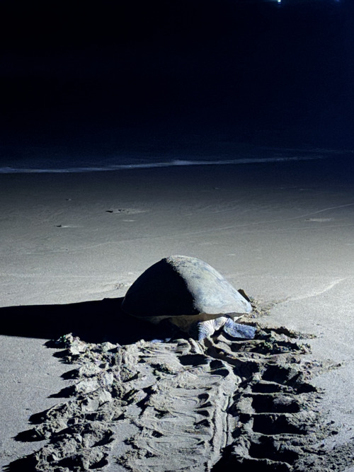 Sukamade, la playa de las tortugas de Java (Indonesia)