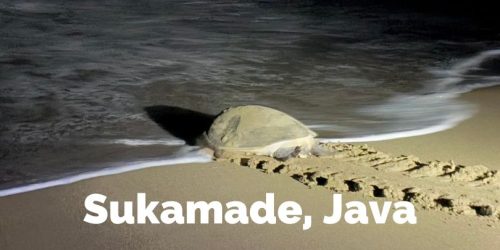 Sukamade, playa donde desovan tortugas en Java