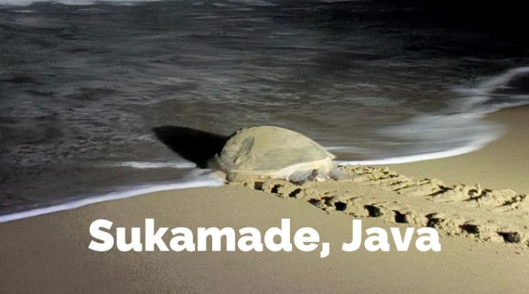 Sukamade, playa donde desovan tortugas en Java