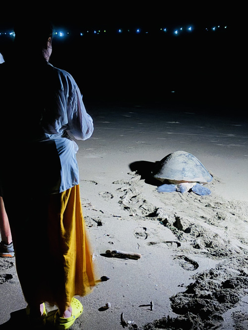 Tortugas de Sukamade, JAVA