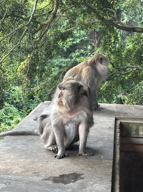 Qué ver en Ubud en 1 día - Bosque de los Monos
