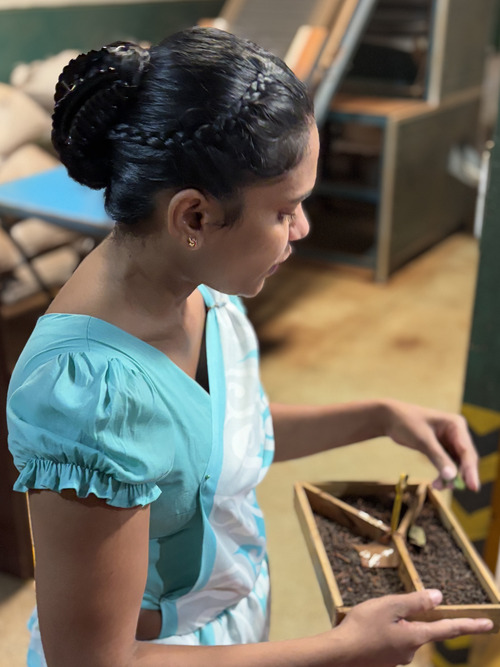 Ruta por Sri Lanka en 12 días - fábrica de té