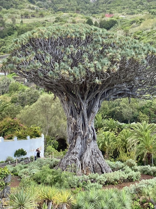 Ruta por Tenerife en 4 días - Drago de Icod de los Vinos