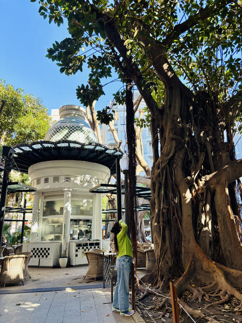 Qué ver en Alicante en un día - ficus de la Plaza Portal de Elche