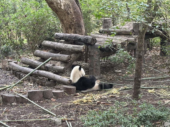 qué visitar en chengdu - pandas